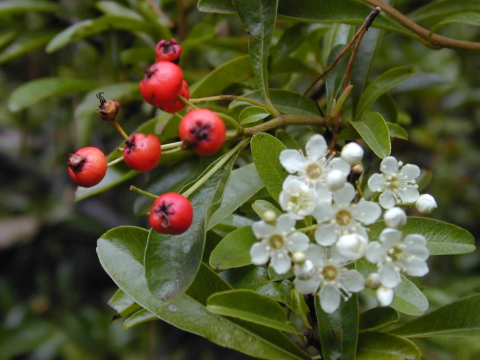 Pyracantha angustifolia image