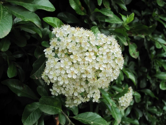 Pyracantha coccinea image