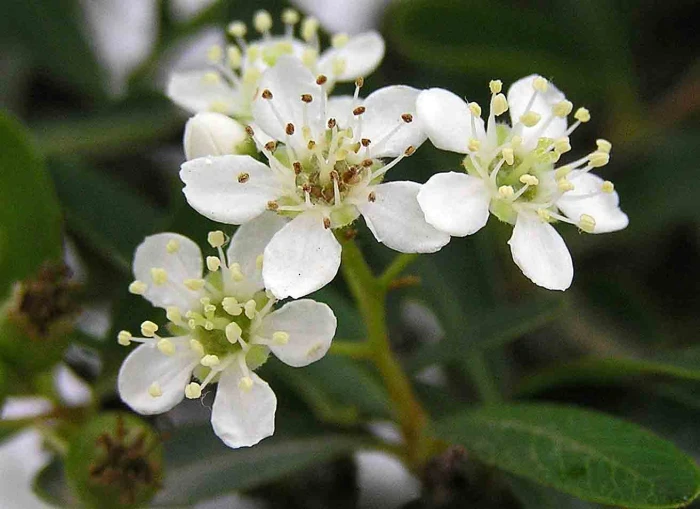 Pyracantha fortuneana image