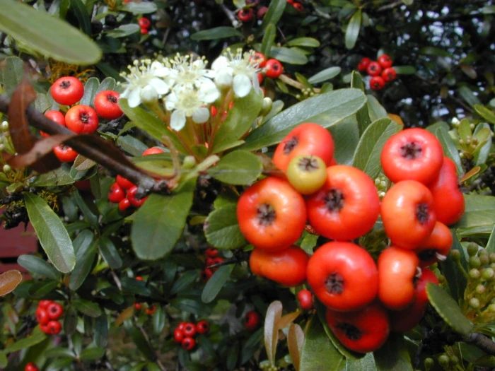 Pyracantha koidzumii image