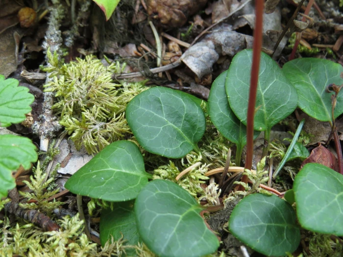 Pyrola chlorantha image