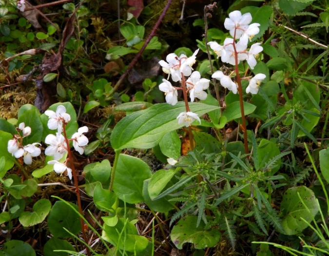 Pyrola grandiflora image