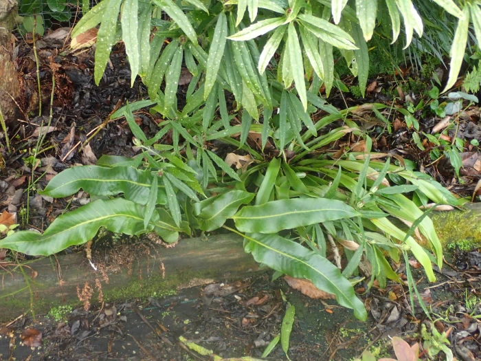 Pyrrosia sheareri image