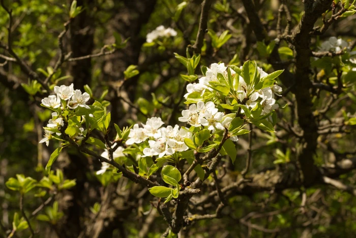 Pyrus pyraster image