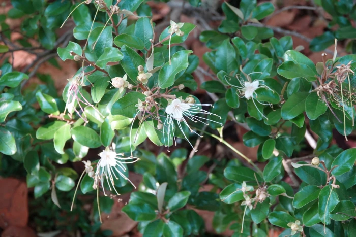 Capparis cynophallophora image