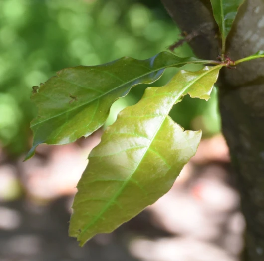 Quercus acutifolia image