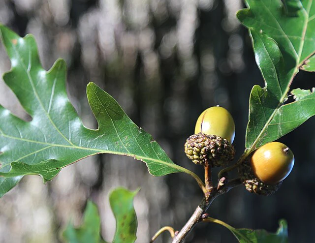 Quercus alba image