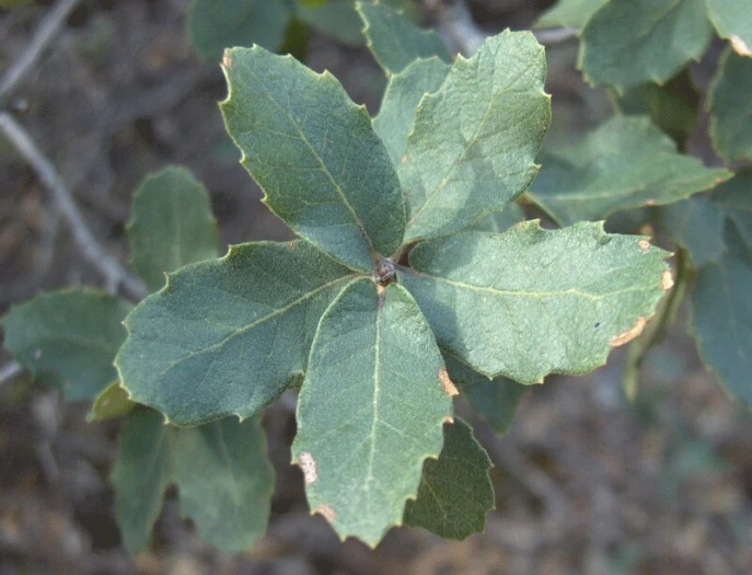 Quercus arizonica image