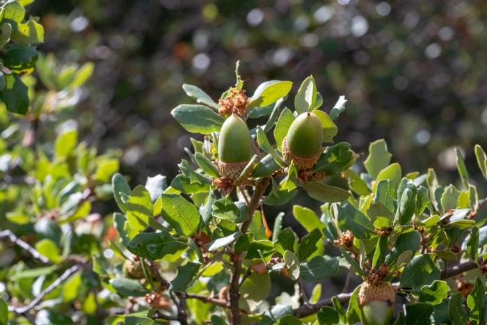 Quercus berberidifolia image