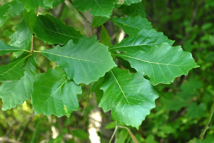 Quercus bicolor image