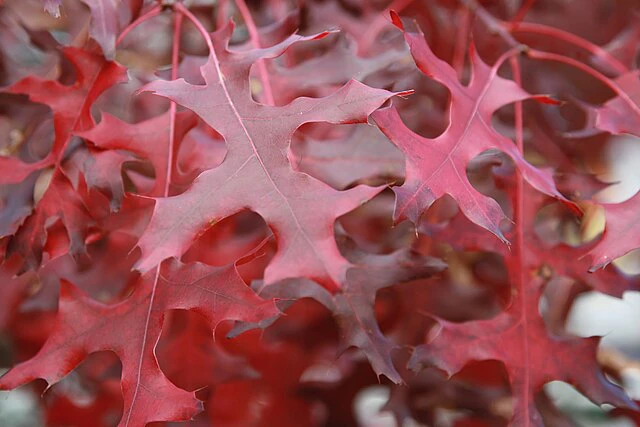 Quercus coccinea image
