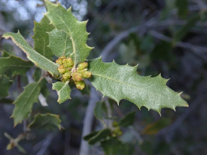 Quercus cornelius-mulleri image