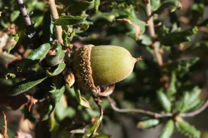 Quercus dumosa image
