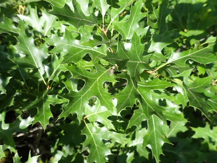 Quercus ellipsoidalis image