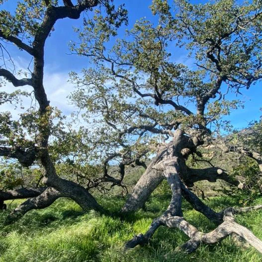 Quercus engelmannii image