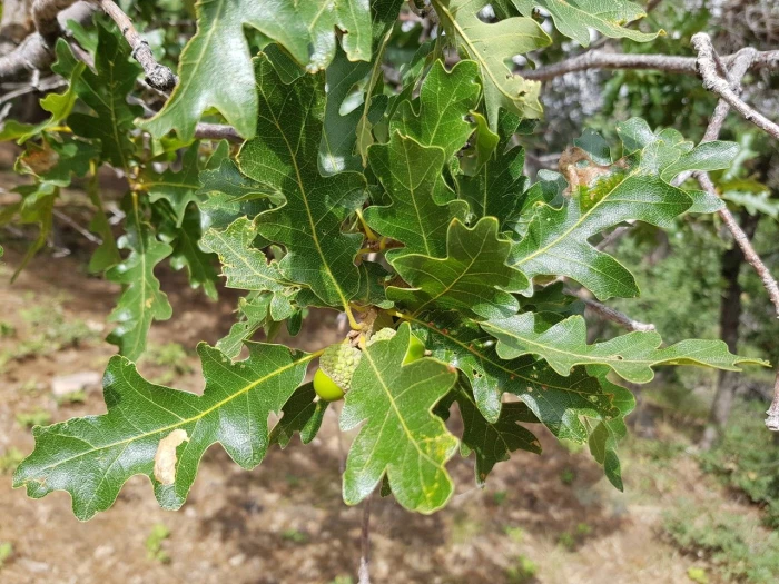 Quercus gambelii image