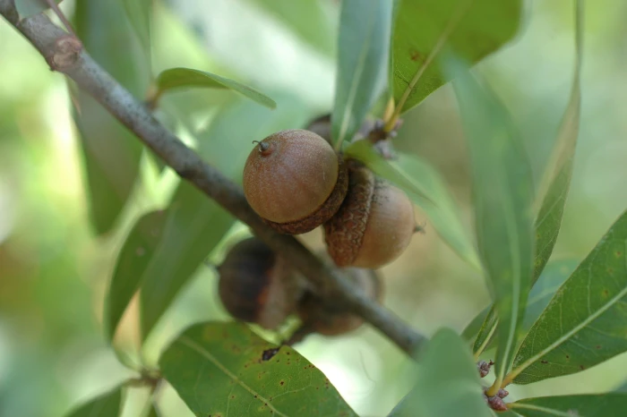 Quercus hemisphaerica image