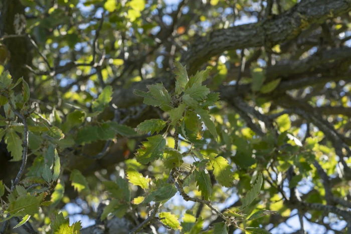 Quercus ithaburensis image