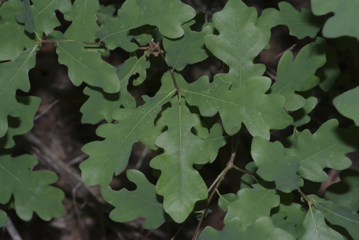 Quercus laceyi image