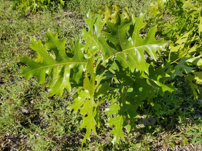 Quercus laevis image