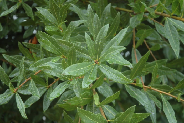 Quercus laurifolia image