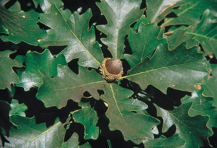 Quercus macrocarpa image
