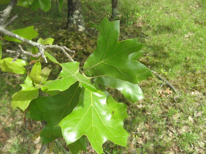 Quercus marilandica image