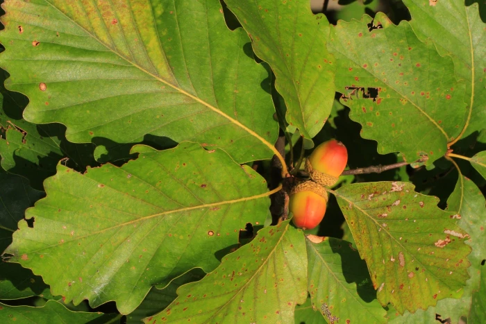 Quercus montana image