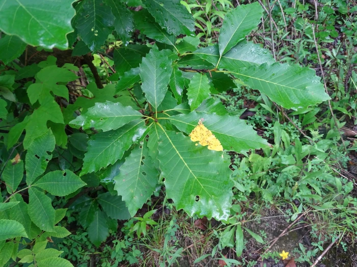 Quercus muehlenbergii image