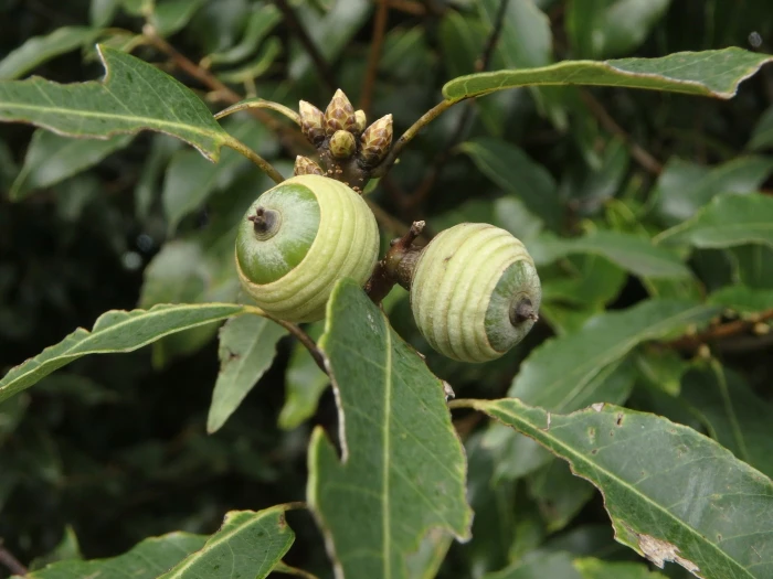 Quercus myrsinifolia image