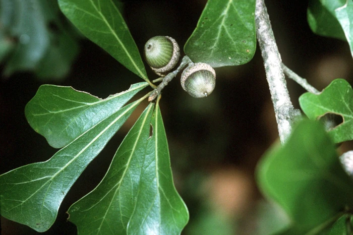 Quercus nigra image