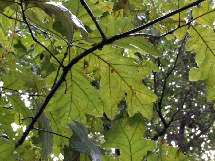 Quercus pagoda image