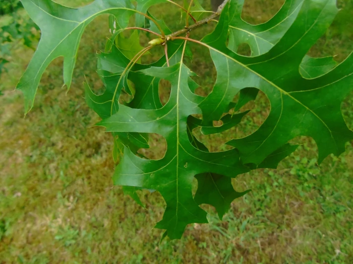 Quercus palustris image