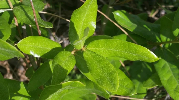 Quercus pumila image