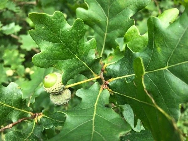 Quercus robur image