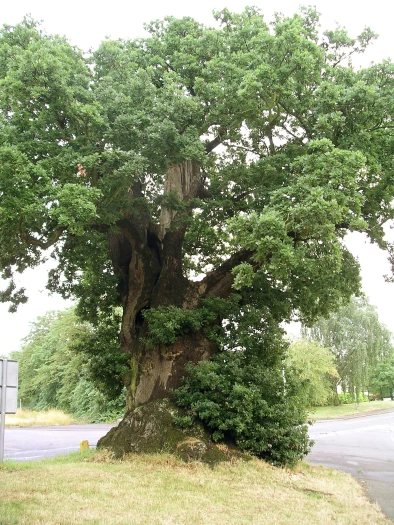 Quercus robur subsp. brutia image