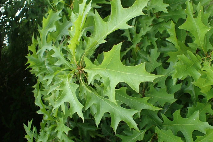 Quercus texana image