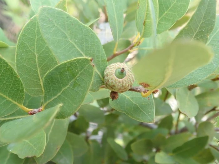 Quercus vacciniifolia image