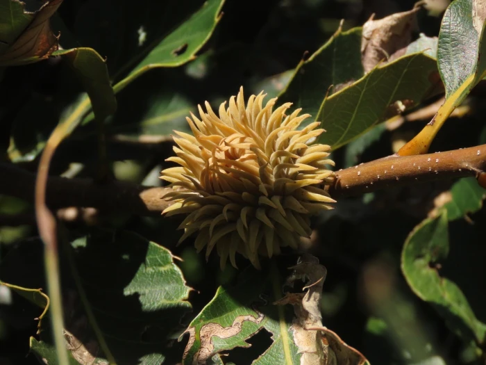 Quercus variabilis image