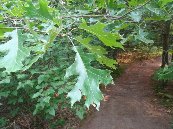 Quercus velutina image