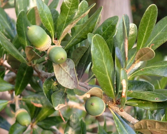 Quercus virginiana image