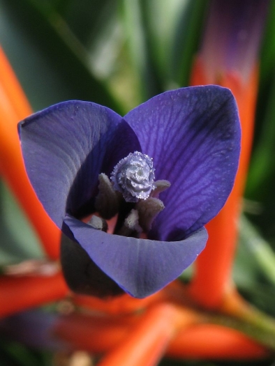 Quesnelia liboniana image