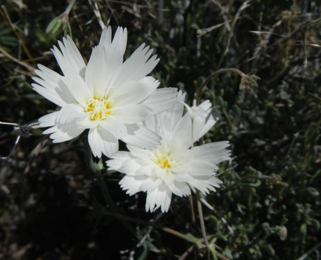 Rafinesquia neomexicana image