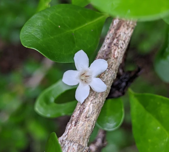 Randia aculeata image