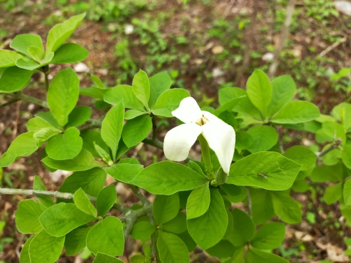 Randia echinocarpa image