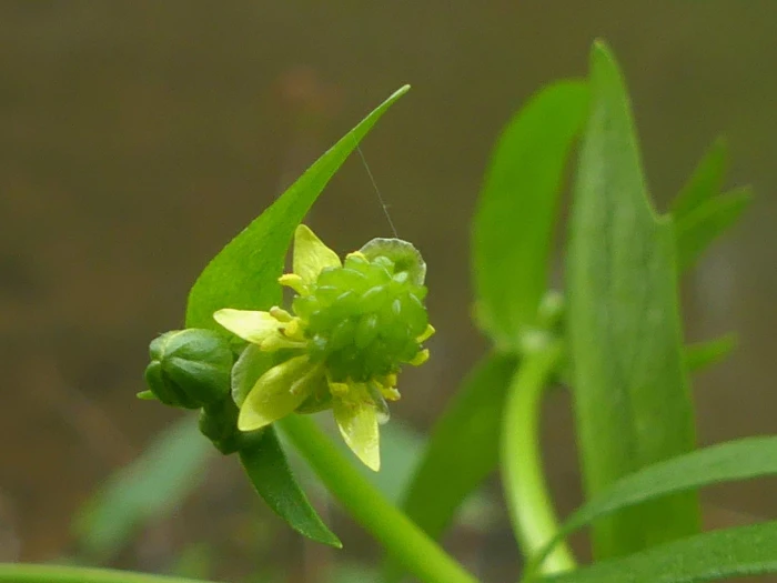 Ranunculus abortivus image