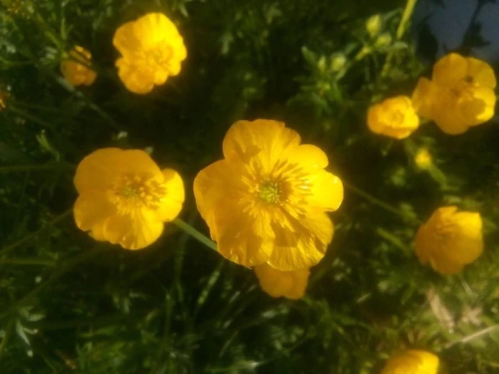 Ranunculus acris image