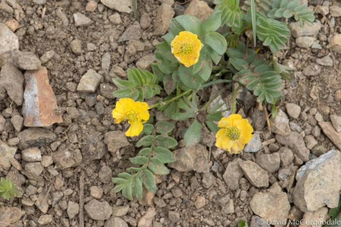 Ranunculus arcticus image