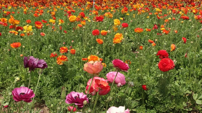 Ranunculus asiaticus image