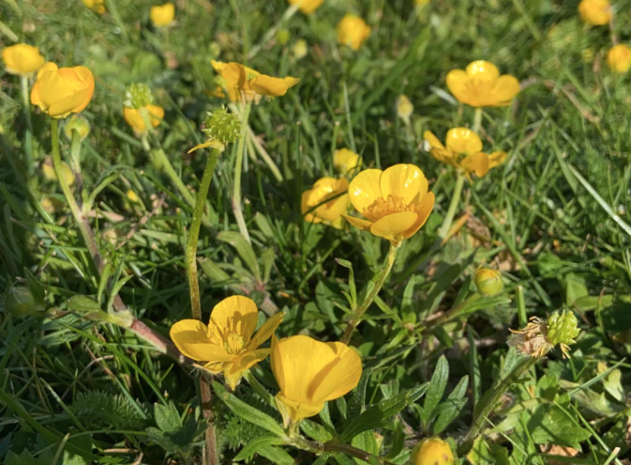 Ranunculus bulbosus image